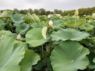 바위돌 심재성님의 기타작물 · 영농일지 작성글 사진