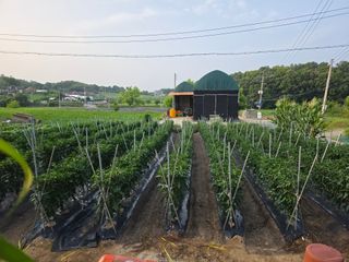 권병☆님의 들깨 · 영농일지 작성글 사진