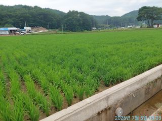 황대헌님의 벼 · 영농일지 작성글 사진