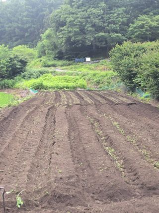 김대기님의 기타작물 · 영농일지 작성글 사진