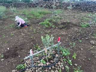 송창헌님의 기타작물 · 영농일지 작성글 사진