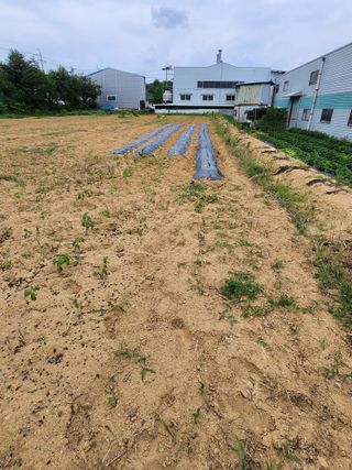 노복우님의 고추 · 영농일지 작성글 사진