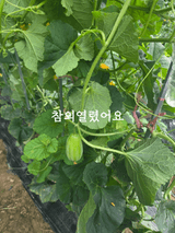 팜모닝 기타작물·영농일지 게시글 이미지