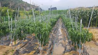 최춘득 청대산 님의 기타작물 · 영농일지 작성글 사진