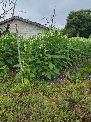 김동수님의 참깨 · 영농일지 작성글 사진