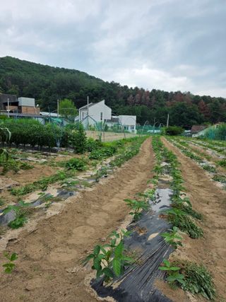 차*익님의 콩 · 영농일지 작성글 사진