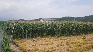 최춘득 청대산 님의 기타작물 · 영농일지 작성글 사진