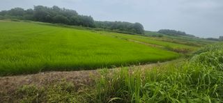 김일수님의 벼 · 영농일지 작성글 사진