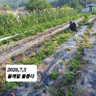 시민농장님의 기타작물 · 영농일지 작성글 사진