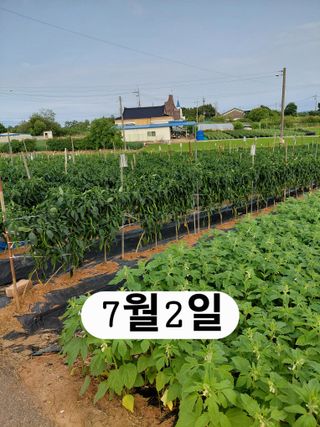 나성주님의 기타작물 · 영농일지 작성글 사진