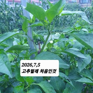 시민농장님의 기타작물 · 영농일지 작성글 사진