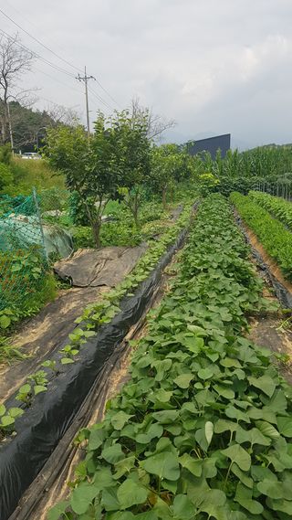 최춘득 청대산 님의 기타작물 · 영농일지 작성글 사진
