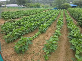 권병☆님의 들깨 · 영농일지 작성글 사진