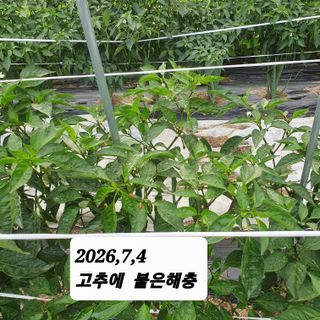 시민농장님의 기타작물 · 영농일지 작성글 사진