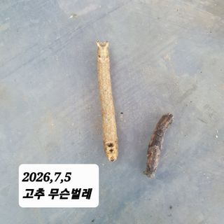 시민농장님의 기타작물 · 영농일지 작성글 사진