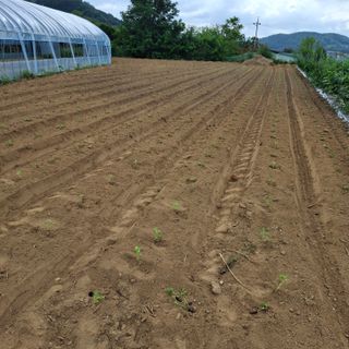 돌고개농장(김광중)님의 기타작물 · 영농일지 작성글 사진