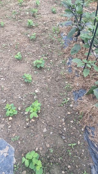 검은벼리님의 기타작물 · 영농일지 작성글 사진