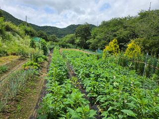 정천복님의 기타작물 · 영농일지 작성글 사진