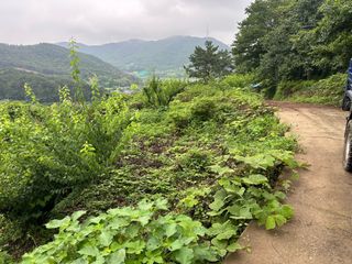 단감대봉시금치당님의 기타작물 · 영농일지 작성글 사진