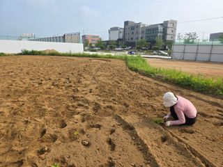 조영미님의 기타작물 · 영농일지 작성글 사진