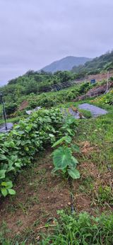 달맞이할배님의 작성글 사진