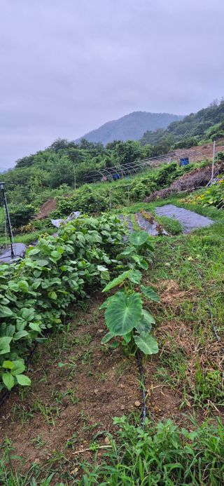 달맞이할배님의 기타작물 · 영농일지 작성글 사진