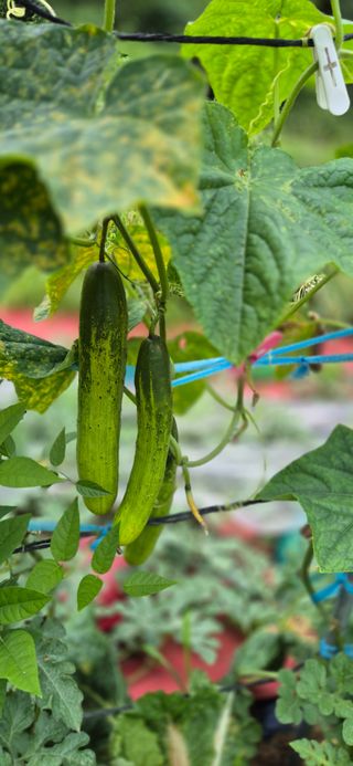 봉림동 태진농장님의 배추 · 영농일지 작성글 사진