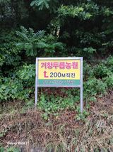 거창두릅농원김성희님의 작성글 사진