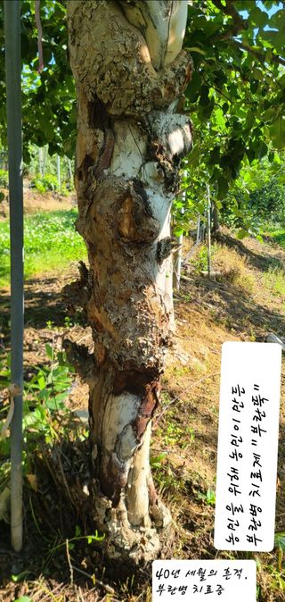 김영길 (비봉농장)님의 사과 · 영농일지 작성글 사진