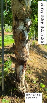 팜모닝 사과·영농일지 게시글 이미지