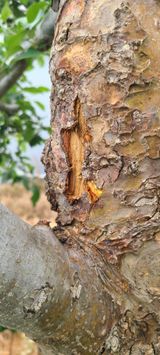 팜모닝 사과·영농일지 게시글 이미지