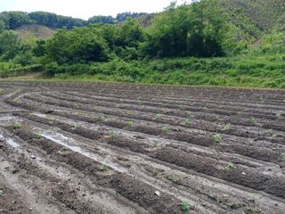 법당골길 우대영님의 기타작물 · 영농일지 작성글 사진