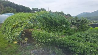 가야산아래촌농님의 기타작물 · 영농일지 작성글 사진