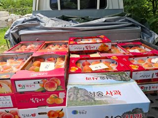 철남 김희곤님의 복숭아 · 영농일지 작성글 사진