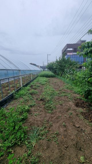 검은벼리님의 기타작물 · 영농일지 작성글 사진