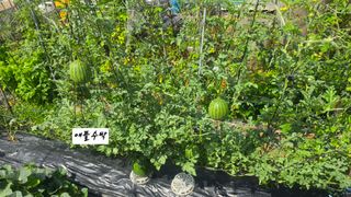 최석주님의 기타작물 · 영농일지 작성글 사진