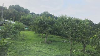 가야산아래촌농님의 기타작물 · 영농일지 작성글 사진