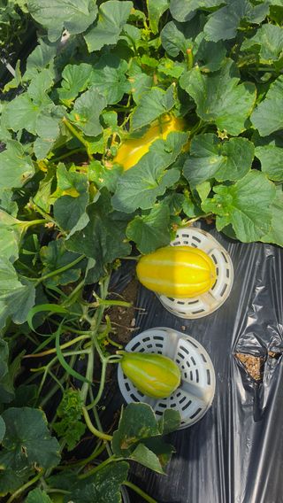 최석주님의 기타작물 · 영농일지 작성글 사진