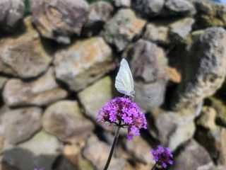 산방자연농원님의 귤 · 영농일지 작성글 사진