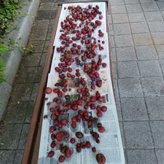 正覺님의 기타작물 · 영농일지 작성글 사진