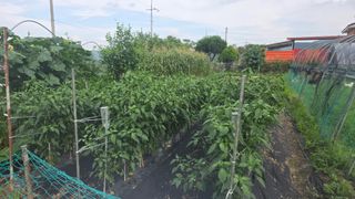 가야산아래촌농님의 기타작물 · 영농일지 작성글 사진