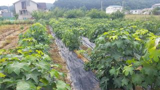 최춘득 청대산 님의 기타작물 · 영농일지 작성글 사진