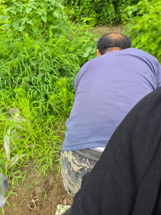 김영숙님의 기타작물 · 영농일지 작성글 사진