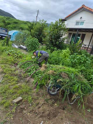 김영숙님의 기타작물 · 영농일지 작성글 사진