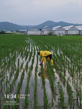 님의 벼 · 영농일지 작성글 사진