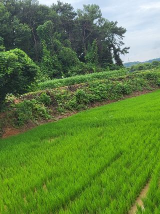 최병우님의 벼 · 영농일지 작성글 사진