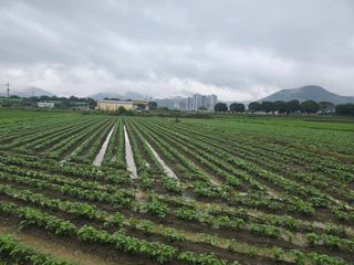 아침광장님의 콩 · 영농일지 작성글 사진