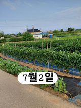 팜모닝 기타작물·영농일지 게시글 이미지