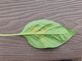 팜모닝 고추·영농일지 게시글 이미지