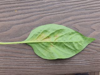 황승수님의 고추 · 영농일지 작성글 사진